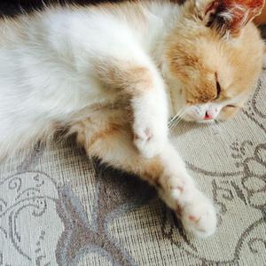 华丽网络平台三级黄色视频
